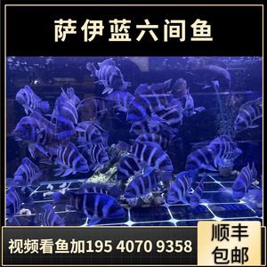 伊巴卡魚專用飼料品牌推薦：伊巴卡魚專用飼料品牌