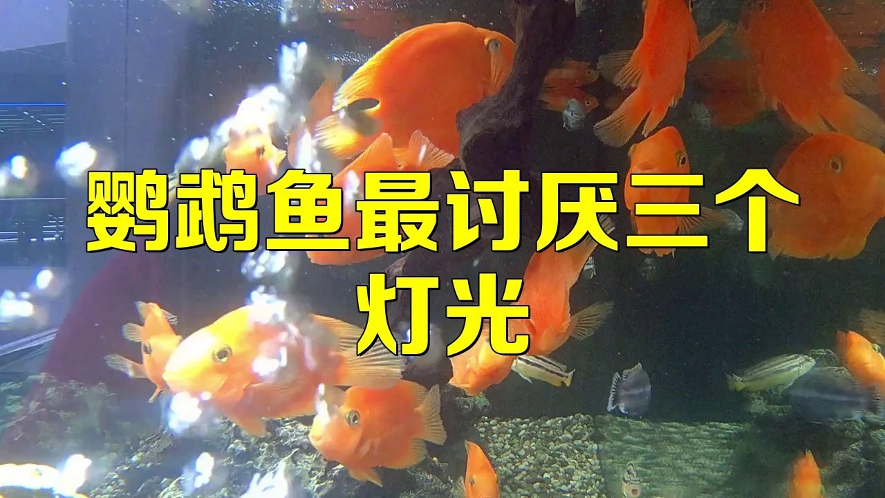 養(yǎng)鸚鵡魚和銀龍魚開燈嗎