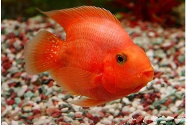 養(yǎng)鸚鵡魚和銀龍魚開燈嗎
