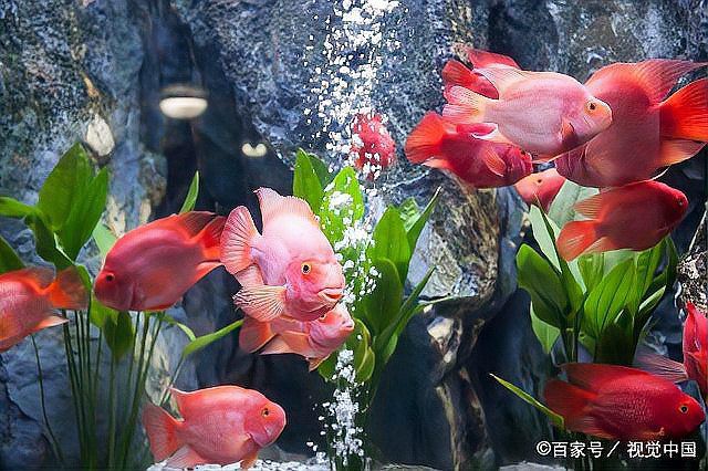 養(yǎng)鸚鵡魚和銀龍魚開燈嗎