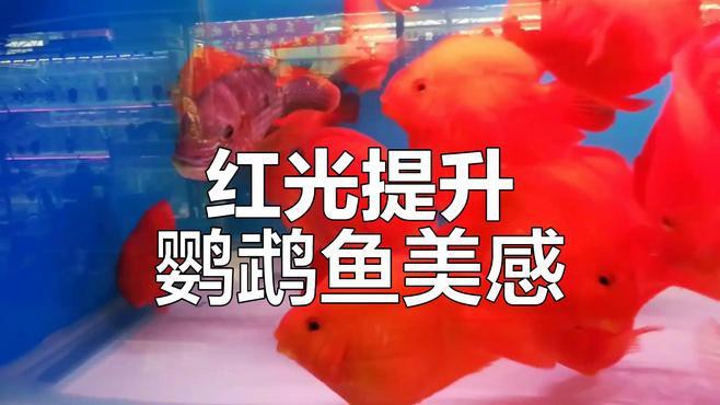 養鸚鵡魚和銀龍魚開燈嗎
