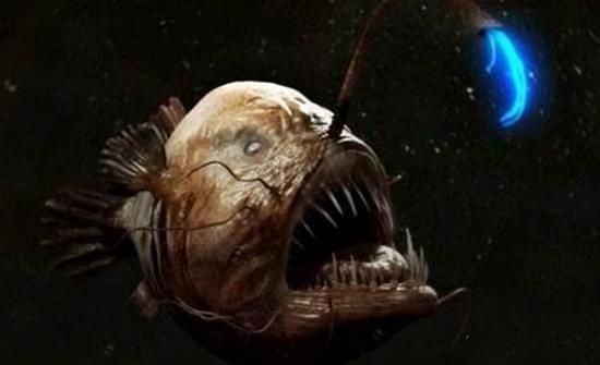 哪種龍魚最兇殘（哪種龍魚最兇殘，你知道嗎？） 哪種龍魚最兇殘（哪種龍魚最兇殘，你知道嗎？） 龍魚百科 第4張