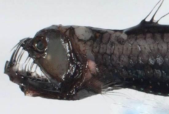 哪種龍魚最兇殘（哪種龍魚最兇殘，你知道嗎？） 哪種龍魚最兇殘（哪種龍魚最兇殘，你知道嗎？） 龍魚百科 第5張