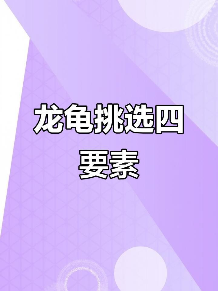 給我推薦幾款適合擺放的龍龜