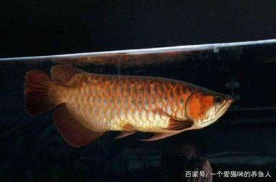 龍魚怕燈光是怎么解決（龍魚害怕燈光怎么辦） 龍魚怕燈光是怎么解決（龍魚害怕燈光怎么辦） 龍魚百科 第4張