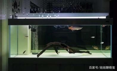 龍魚怕燈光是怎么解決（龍魚害怕燈光怎么辦） 龍魚怕燈光是怎么解決（龍魚害怕燈光怎么辦） 龍魚百科 第3張