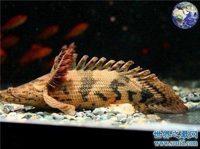虎魚和恐龍魚混養(yǎng)（虎魚和恐龍魚可以混養(yǎng)嗎）