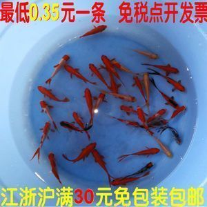 龍魚食可以喂錦鯉嗎：龍魚食可以喂給錦鯉嗎？