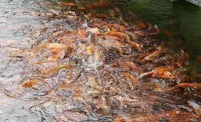 黃石國家公園龍魚群：黃石國家公園是一個怎樣的存在？