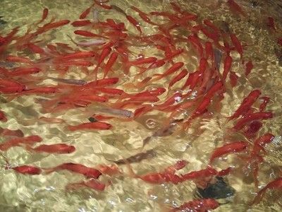 黃石國家公園龍魚群：黃石國家公園是一個怎樣的存在？