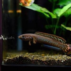 最好看的小型雷龍魚品種排名，小型雷龍魚品種排名：七彩雷龍、七彩雷龍、巧克力七彩雷龍魚