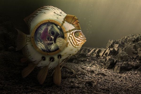 最好看的小型雷龍魚品種排名，小型雷龍魚品種排名：七彩雷龍、七彩雷龍、巧克力七彩雷龍魚