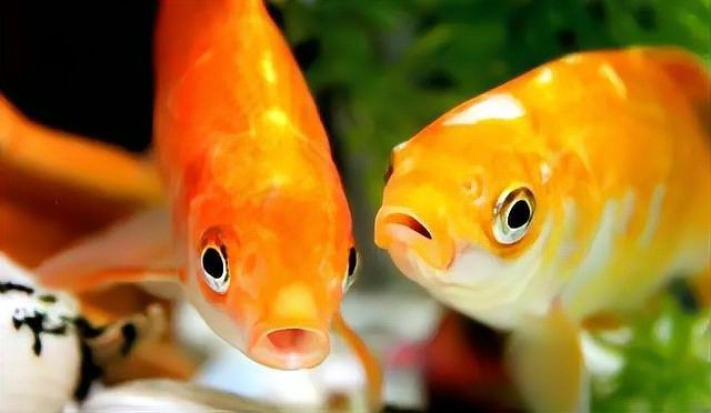如何拍攝小龍魚的最佳照片？