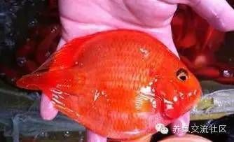 鸚鵡魚(鸚鵡魚是一種色彩斑斕、形態各異的熱帶觀賞魚) 龍魚百科 第1張 鸚鵡魚(鸚鵡魚是一種色彩斑斕、形態各異的熱帶觀賞魚) 鸚鵡魚(鸚鵡魚是一種色彩斑斕、形態各異的熱帶觀賞魚) 龍魚百科 第1張