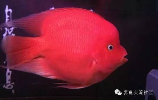 鸚鵡魚(鸚鵡魚是一種色彩斑斕、形態各異的熱帶觀賞魚) 龍魚百科 第3張 鸚鵡魚(鸚鵡魚是一種色彩斑斕、形態各異的熱帶觀賞魚) 鸚鵡魚(鸚鵡魚是一種色彩斑斕、形態各異的熱帶觀賞魚) 龍魚百科 第3張