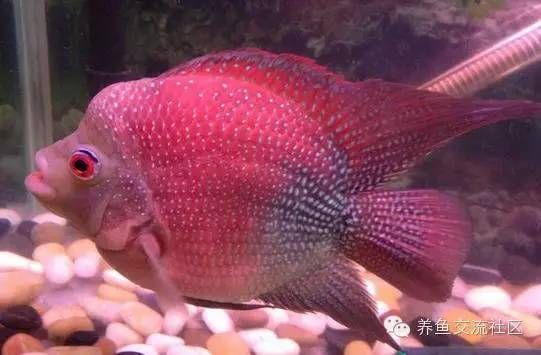 鸚鵡魚(鸚鵡魚是一種色彩斑斕、形態各異的熱帶觀賞魚) 龍魚百科 第5張 鸚鵡魚(鸚鵡魚是一種色彩斑斕、形態各異的熱帶觀賞魚) 鸚鵡魚(鸚鵡魚是一種色彩斑斕、形態各異的熱帶觀賞魚) 龍魚百科 第5張