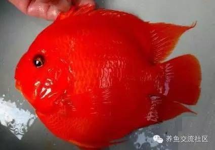 鸚鵡魚(鸚鵡魚是一種色彩斑斕、形態各異的熱帶觀賞魚) 龍魚百科 第4張 鸚鵡魚(鸚鵡魚是一種色彩斑斕、形態各異的熱帶觀賞魚) 鸚鵡魚(鸚鵡魚是一種色彩斑斕、形態各異的熱帶觀賞魚) 龍魚百科 第4張