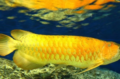 金龍魚最愛吃的食物有哪些 金龍魚最愛吃的食物有哪些 龍魚百科
