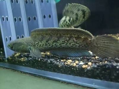養雷龍魚是否可以貼白色背景取決于幾個關鍵因素：養雷龍魚可以貼白色背景取決于幾個關鍵因素
