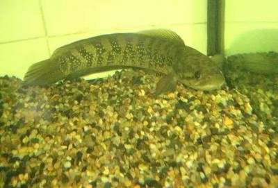 養雷龍魚是否可以貼白色背景取決于幾個關鍵因素：養雷龍魚可以貼白色背景取決于幾個關鍵因素