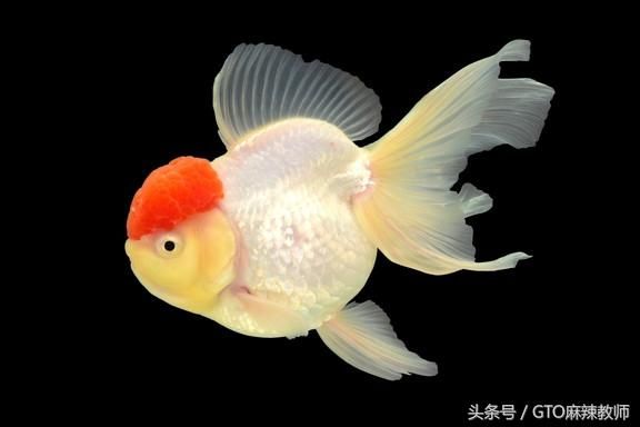 金龍魚(yú)體色變淡的原因：金龍魚(yú)體色變淡可能由多種因素造成，