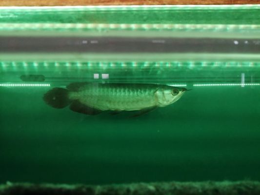 福龍王龍魚，福龍王龍魚市場價格走勢 福龍王龍魚，福龍王龍魚市場價格走勢 龍魚百科 第5張