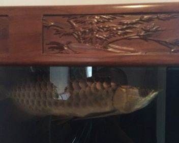金龍魚觀賞魚是哪個國家發明的：金龍魚觀賞魚并不是由某個國家發明的 金龍魚觀賞魚是哪個國家發明的：金龍魚觀賞魚并不是由某個國家發明的 龍魚百科 第1張