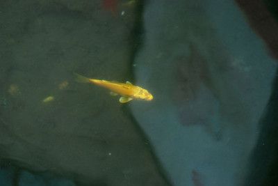 金龍魚觀賞魚是哪個國家發明的：金龍魚觀賞魚并不是由某個國家發明的 金龍魚觀賞魚是哪個國家發明的：金龍魚觀賞魚并不是由某個國家發明的 龍魚百科 第3張