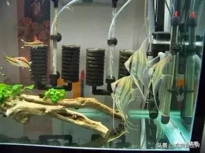 龍魚可以和三間鼠混養嗎：龍魚和三間鼠可以混養但在混養過程中需要注意一些要點