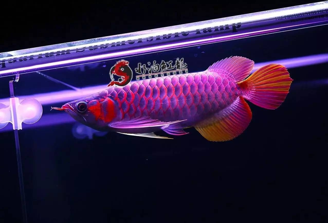 龍魚游動緩慢是什么原因（龍魚游動緩慢是什么原因導致的）