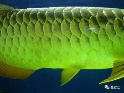 龍魚游動緩慢是什么原因（龍魚游動緩慢是什么原因導致的） 龍魚游動緩慢是什么原因（龍魚游動緩慢是什么原因導致的） 龍魚百科 第5張