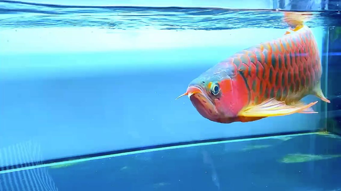 龍魚細菌性感染怎么治療好：如何治療龍魚細菌性感染