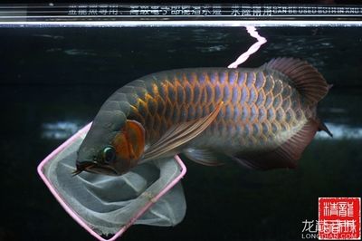 賽級紅龍魚什么意思：賽級紅龍魚怎么樣 賽級紅龍魚什么意思：賽級紅龍魚怎么樣 龍魚百科 第3張