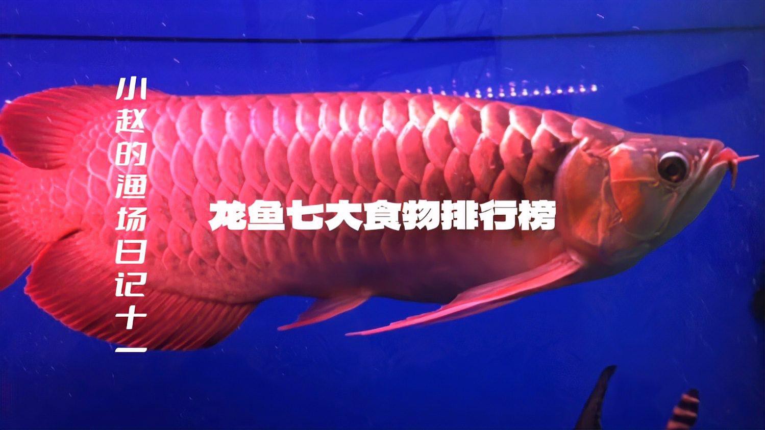給我推薦一些適合古典龍魚的食物