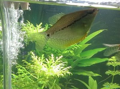 養(yǎng)龍魚水ph值多少為正常（養(yǎng)龍魚水的ph值在6.5-7.5之間）