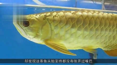 金龍魚和道道全是一個老板嗎：金龍魚和道道全并不是由同一個老板運營的品牌金龍魚背后的老板
