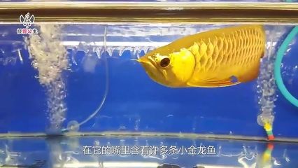 金龍魚和道道全是一個老板嗎：金龍魚和道道全并不是由同一個老板運營的品牌金龍魚背后的老板