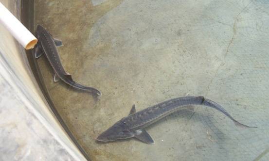 鱘龍魚怎么家養(yǎng)