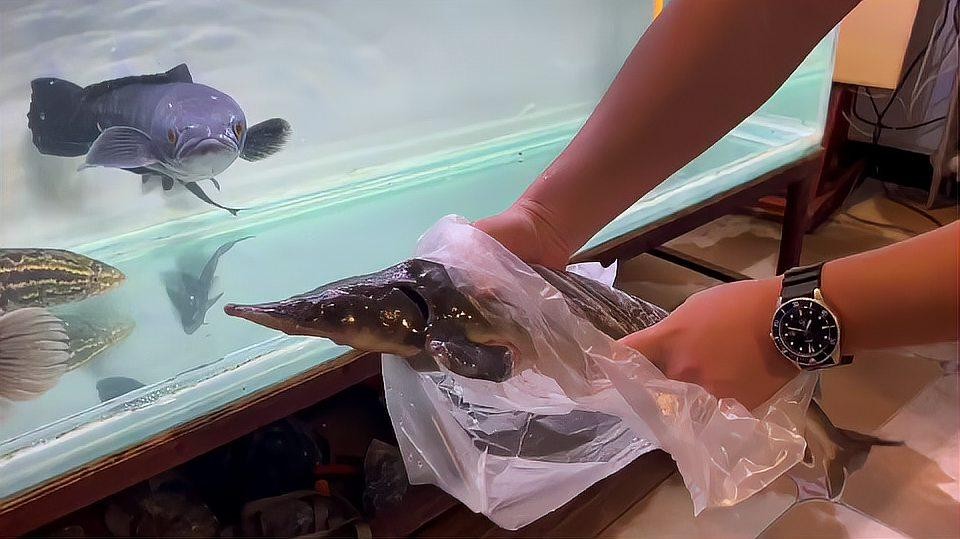 鱘龍魚怎么家養(yǎng)