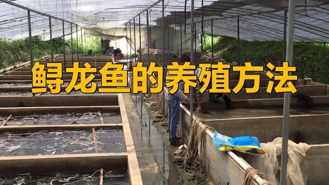 鱘龍魚怎么家養(yǎng)