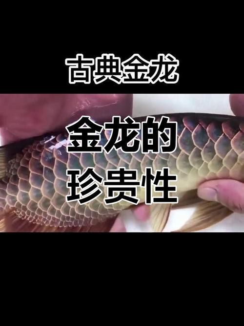古典金龍中哪些品種最稀有？ 古典金龍中哪些品種最稀有？ 龍魚百科 第1張