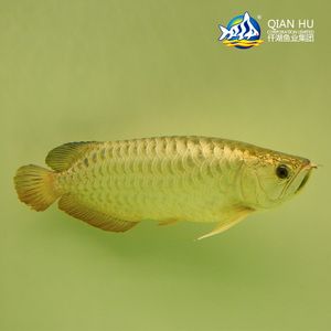 新加坡金龍魚和馬來西亞金龍魚的區(qū)別：新加坡金龍魚與馬來西亞金龍魚的區(qū)別
