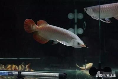 龍魚里面的戰(zhàn)車指的什么：戰(zhàn)車龍魚的品級評定標準，戰(zhàn)車龍魚的文化寓意