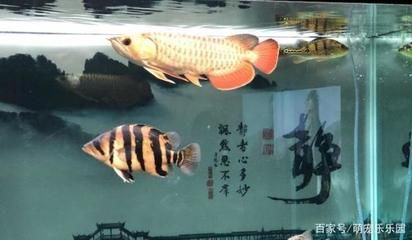 養龍魚開缸需要加鹽嗎：養龍魚開缸時需要加鹽嗎