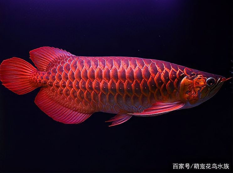銀龍魚喂食小魚要注意什么呢