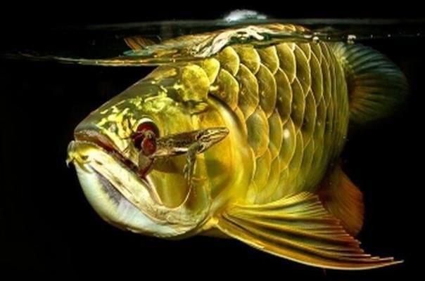 怎樣飼養龍魚（飼養龍魚的步驟）