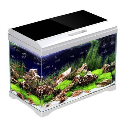 森森魚缸哪款好（森森超白魚缸價格對比森森魚缸維護技巧分享） 森森魚缸哪款好（森森超白魚缸價格對比森森魚缸維護技巧分享） 龍魚百科 第6張