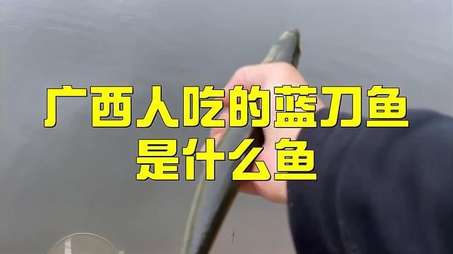 藍刀魚是什么魚
