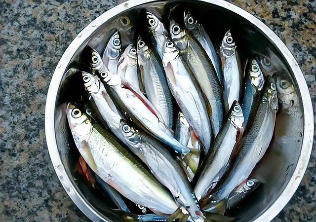藍刀魚是什么魚