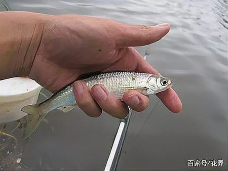 藍刀魚是什么魚